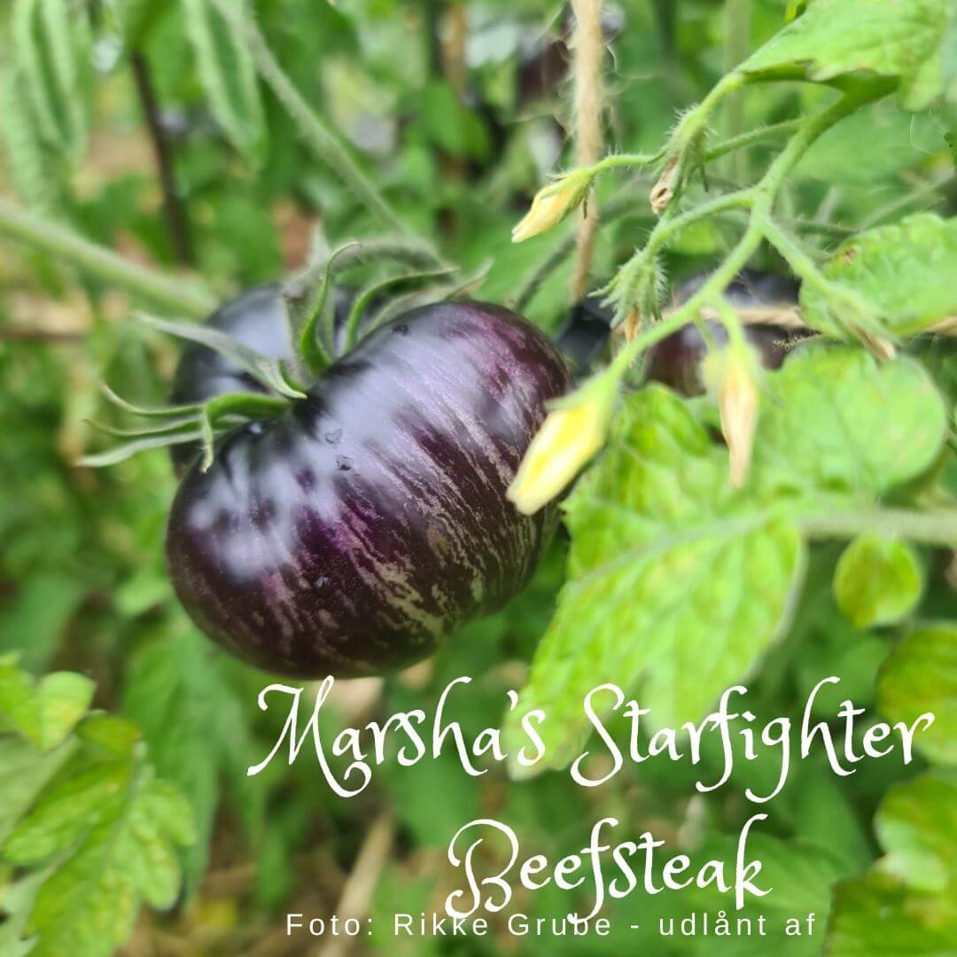 Marsha's Starfighter Beefsteak